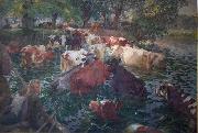 Cows crossing the Lys River